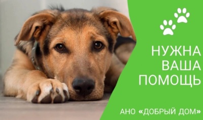 Владельцы белгородского приюта «Добрый дом» просят помочь с закупкой корма для собак