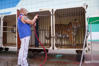 В Белгороде дрессировщик Артур Багдасаров искупал тигров