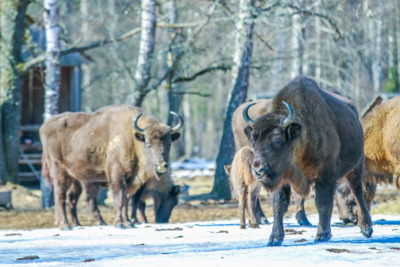 Едем к зубрам! Что белгородцам посмотреть в национальном парке «Орловское Полесье»?