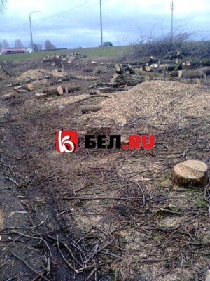 В Белгороде за «Метро» вырубают деревья на месте будущей заправки