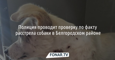 Полиция проводит проверку по факту расстрела собаки в Белгородском районе