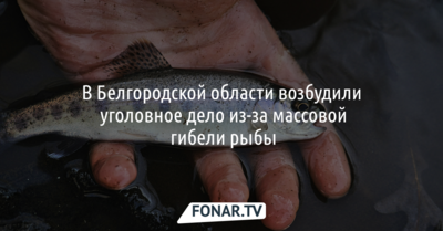 В Белгородской области возбудили уголовное дело из-за массовой гибели рыбы