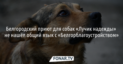 Губернатор и мэр отреагировали на комментарии белгородских зоозащитников о проблемах с приютом для собак