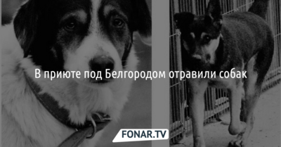 В приюте под Белгородом отравили собак