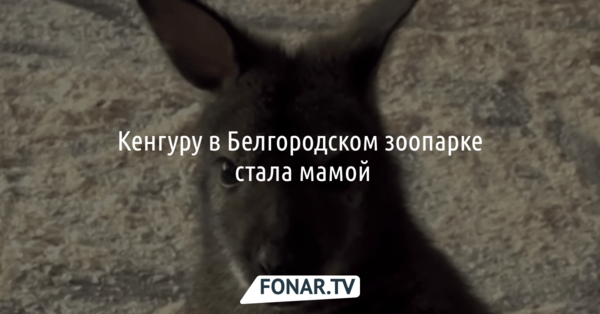 Кенгуру в белгородском зоопарке стала мамой