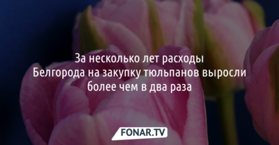 За несколько лет расходы Белгорода на закупку тюльпанов выросли более чем в два раза