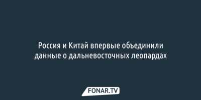 Россия и Китай впервые объединили данные о дальневосточных леопардах 