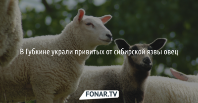 В Губкине украли привитых от сибирской язвы овец