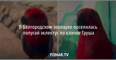 В Белгородском зоопарке поселилась кусачая Груша