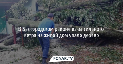 В Белгородском районе из-за сильного ветра на жилой дом упало дерево