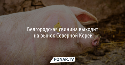 Белгородская свинина выходит на рынок Северной Кореи