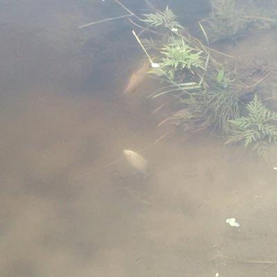 В Росприроднадзоре рассказали о причинах загрязнения реки в Валуйском районе