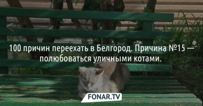 100 причин переехать в Белгород. Причина №15 — полюбоваться уличными котами. 