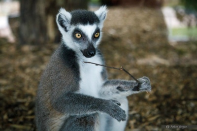 Учёные и волонтёры могут выиграть фотоловушки в конкурсе от ВТБ и Фонда защитников природы