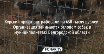 Курский приют, занимавшийся отловом собак в Белгородской области, оштрафовали на 650 тысяч рублей