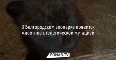 В Белгородский зоопарк приедет «тёмная версия» леопарда
