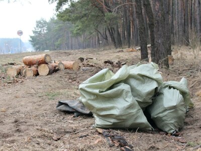 ​В Белгородской области уничтожили 40 тысяч молодых деревьев