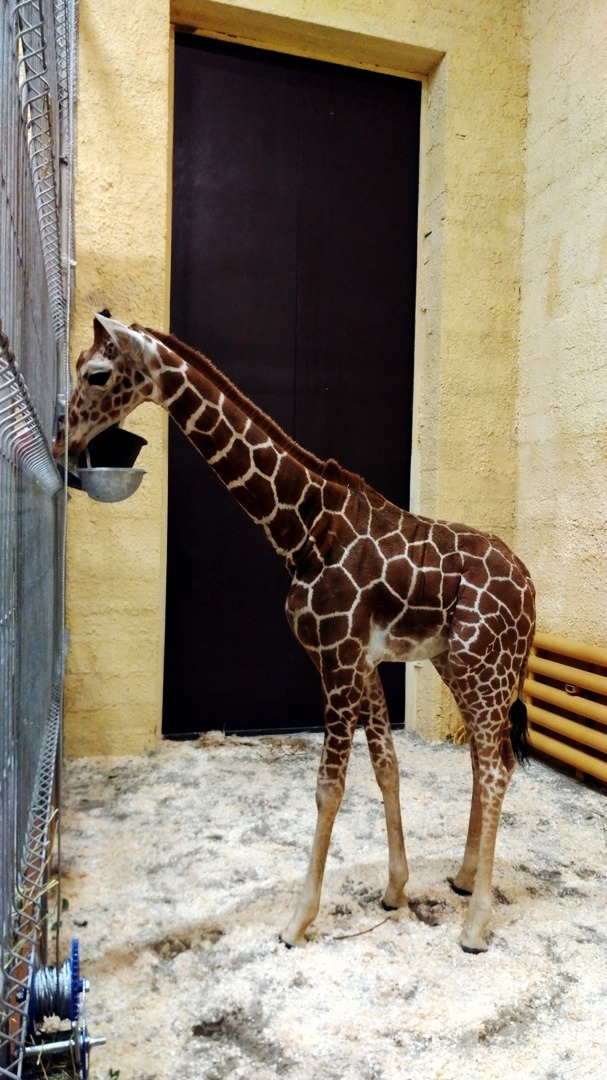 В Белгородском зоопарке поселился жираф Сафари из Калининграда