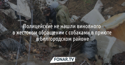 Полицейские не нашли виновного в жестоком обращении с собаками в приюте в Белгородском районе