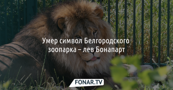 Умер символ Белгородского зоопарка — лев Бонапарт
