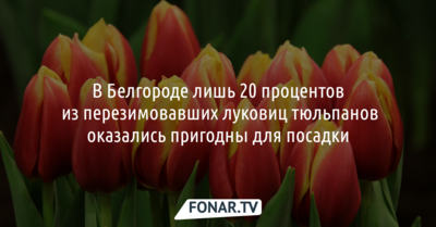 В Белгороде меньше четверти перезимовавших луковиц тюльпанов можно посадить повторно