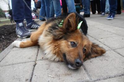 Белгородцы могут забрать бездомных собак на выставке «Пойдём домой»