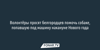 Зооволонтёры просят белгородцев помочь собаке, попавшую под машину накануне Нового года