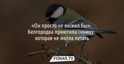 «Он просто не выжил бы». Белгородка приютила синицу, которая не могла летать