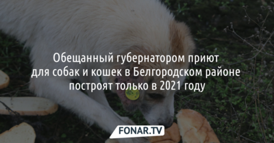 Обещанный губернатором приют для собак и кошек в Белгородском районе построят только в 2021 году