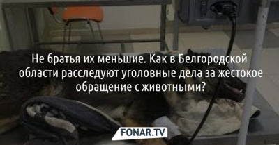 Не братья их меньшие. Как в Белгородской области расследуют уголовные дела за жестокое обращение с животными?