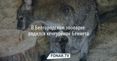 В Белгородском зоопарке родился кенгурёнок Беннета