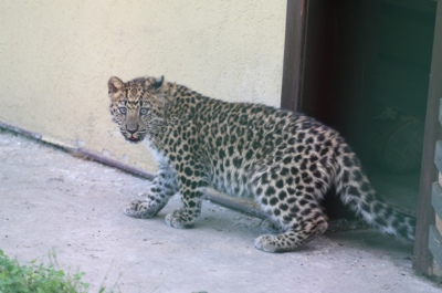 В белгородском зоопарке появилась самка леопарда Соната [фото]