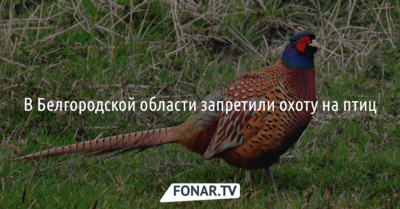 В Белгородской области запретили охоту на птиц