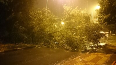 В Белгороде школьница пострадала от падения дерева