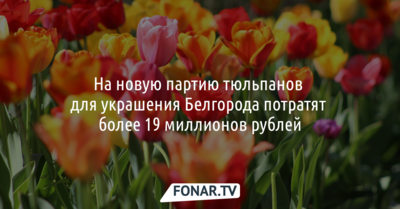 На новую партию тюльпанов для украшения Белгорода потратят более 19 миллионов рублей