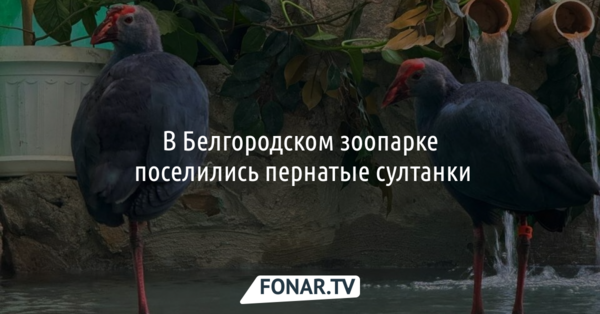 В Белгородском зоопарке поселились пернатые султанки