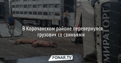 ​ В Корочанском районе перевернулся грузовик со свиньями