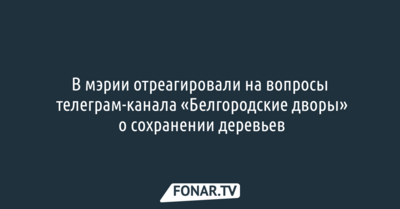 В мэрии отреагировали на вопросы телеграм-канала «Белгородские дворы» о сохранении деревьев