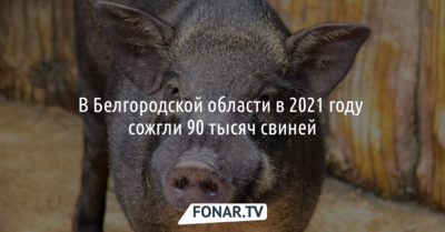 В Белгородской области в 2021 году сожгли 90 тысяч свиней