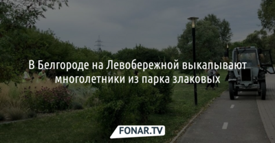 В Белгороде выкапывают многолетники из парка злаковых
