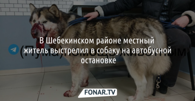 В Шебекинском районе местный житель выстрелил в собаку на автобусной остановке