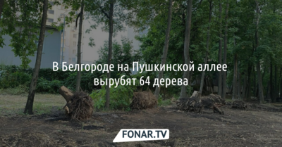 В Белгороде на Пушкинской аллее вырубят 64 дерева