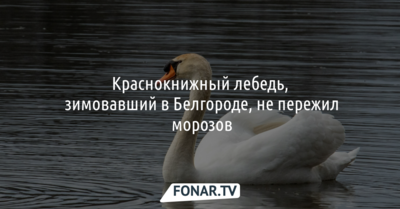 Краснокнижный лебедь замёрз на пруду в Белгороде