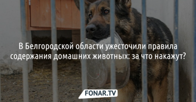 В Белгородской области ужесточили правила содержания домашних животных