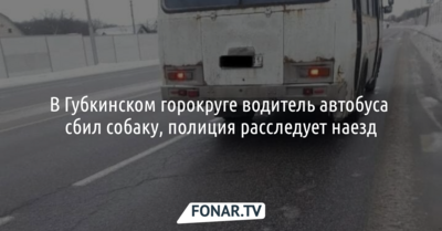 В Губкинском горокруге водитель автобуса сбил собаку, полиция расследует наезд