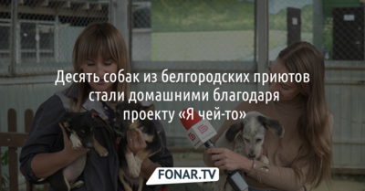 Десять собак из белгородских приютов стали домашними благодаря проекту «Я чей-то»