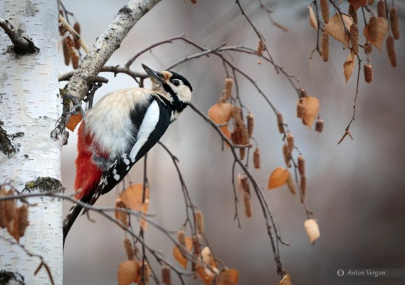Пестрота птичьего мира. Чем занимаются белгородские орнитологи?
