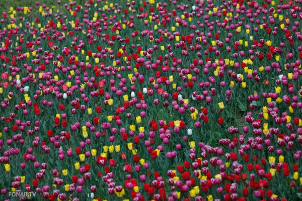 Тюльпанное лобби. Как за последние четыре года в Белгороде растут цены на тюльпаны и кто занимается их поставками