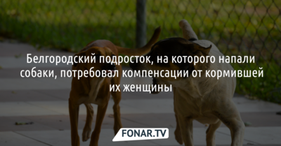 С кормившей бездомных собак женщины требуют компенсацию за нападение псов на подростка в Белгороде