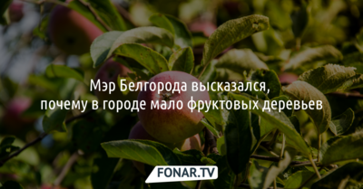 Мэр Белгорода высказался, почему в городе мало фруктовых деревьев
